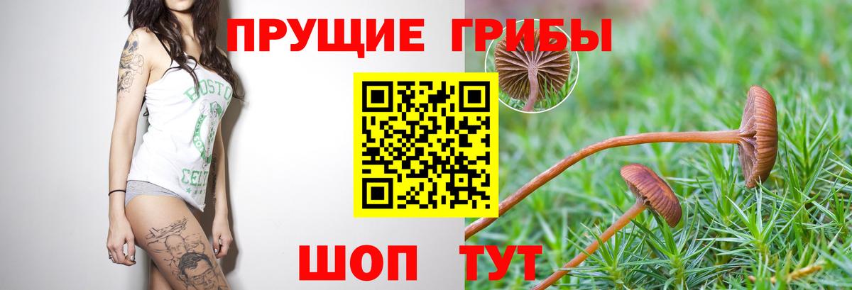 Псилоцибиновые грибы Psilocybine cubensis Воскресенск